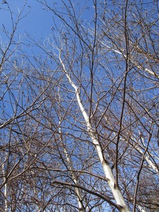 White Spire Birch, 3 caliper appro...