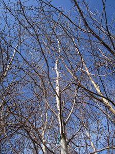 White Spire Birch, 3 caliper appro...