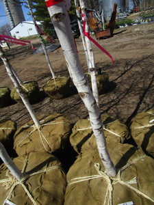 White Spire Birch,3 caliper approx...