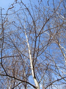 White Spire Birch, 3 caliper appro...