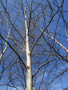 White Spire Birch, 3 caliper appro...