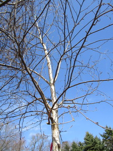 White Spire Birch, 3 caliper appro...