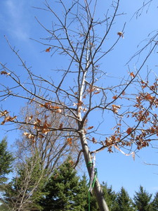 Pin Oak, 3 caliper approx 14ft...