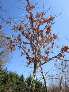 Swamp White Oak, 3-12 caliper app...