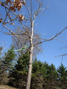 Burr Oak, 3 caliper approx 11ft...