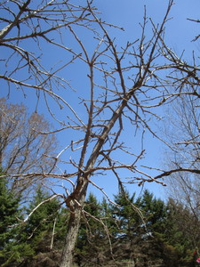 Burr Oak,2-34 caliper approx 10ft...