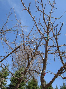 Burr Oak, 2-12 caliper approx 11f...