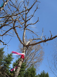 Burr Oak,2-12 caliper approx 10ft...