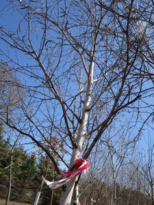 White Spire Birch, 3 caliper appro...