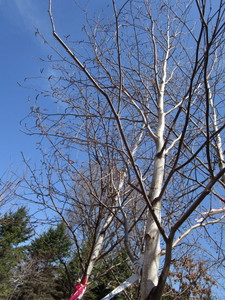 White Spire Birch, 3 caliper appro...