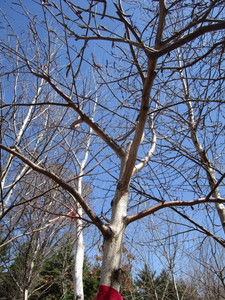 White Spire Birch, 3 caliper appro...