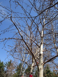 White Spire Birch, 3 caliper appro...