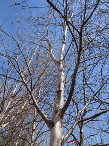 White Spire Birch, 3 caliper appro...