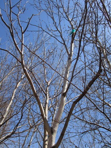 White Spire Birch, 3 caliper appro...