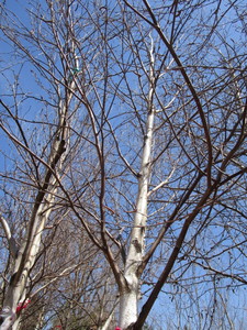 White Spire Birch, 3 caliper appro...