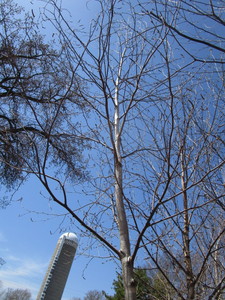 White Spire Birch, 3 caliper appro...