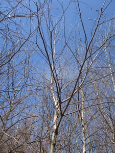 White Spire Birch, 2-12 caliper a...
