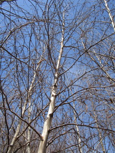 White Spire Birch, 3 caliper appro...