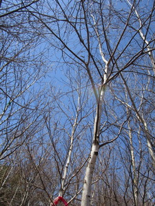 White Spire Birch, 3 caliper appro...