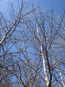 White Spire Birch, 3 caliper appro...