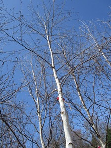 White Spire Birch, 2-12 caliper a...
