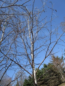 White Spire Birch, 3 caliper appro...