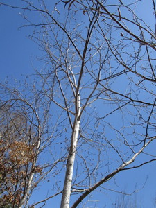 White Spire Birch, 2-12 caliper a...