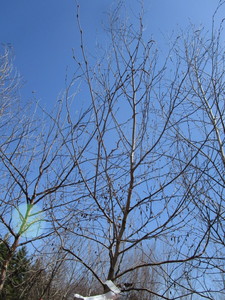 White Spire Birch, 2 caliper appro...