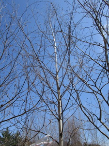 White Spire Birch, 2-12 caliper a...