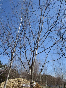 White Spire Birch, 2-12 caliper a...