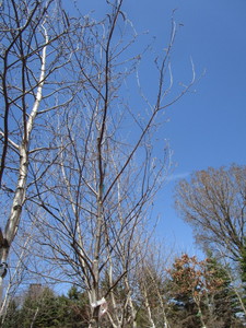 White Spire Birch, 2-12 caliper a...