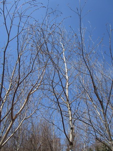 White Spire Birch, 3 caliper appro...