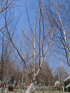 White Spire Birch, 2 caliper appro...