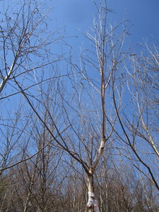 White Spire Birch, 2 caliper appro...