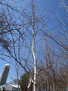 White Spire Birch, 2-12 caliper a...