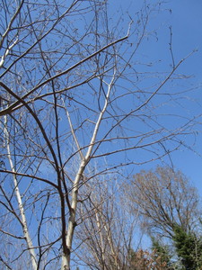 White Spire Birch, 2 caliper appro...
