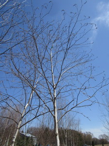 White Spire Birch, 2-12 caliper a...