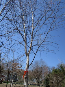 White Spire Birch, 4 caliper appro...