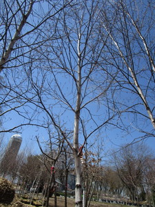 White Spire Birch, 3 caliper appro...