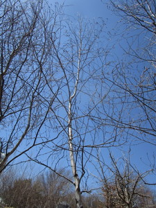 White Spire Birch, 3 caliper appro...