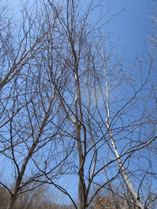 White Spire Birch, 3 caliper appro...