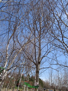 White Spire Birch, 3 caliper appro...
