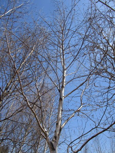 White Spire Birch, 3 caliper appro...