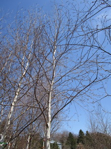 White Spire Birch, 3 caliper appro...