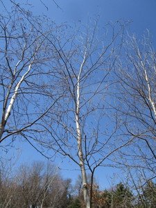 White Spire Birch, 3 caliper appro...