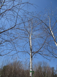 White Spire Birch, 3 caliper appro...