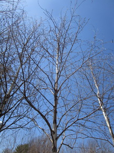 White Spire Birch, 3 caliper appro...