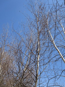 White Spire Birch, 3 caliper appro...