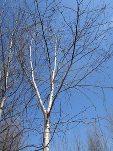 White Spire Birch, 3 caliper appro...