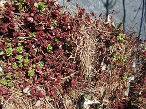 Sedum, mixed varieties - one tray...